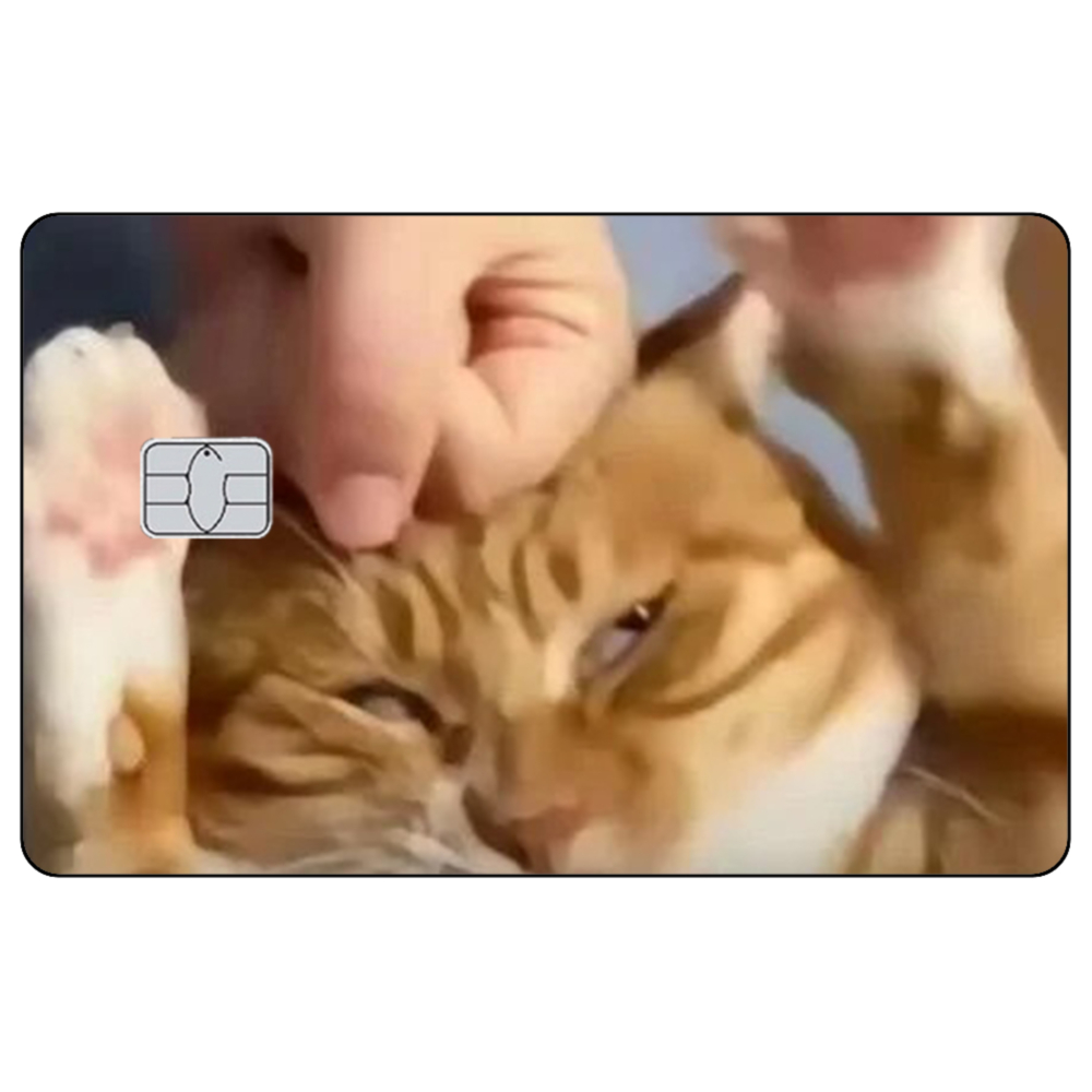 Süße Katze Meme Kreditkarte Ha – Badminton Meme Bewertung und Preis